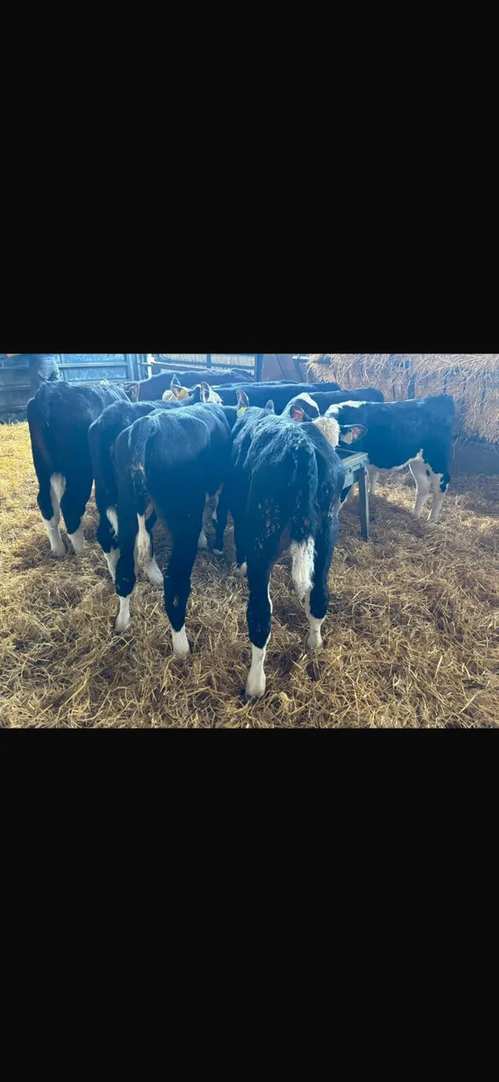 10 Hereford heifers - Image 3
