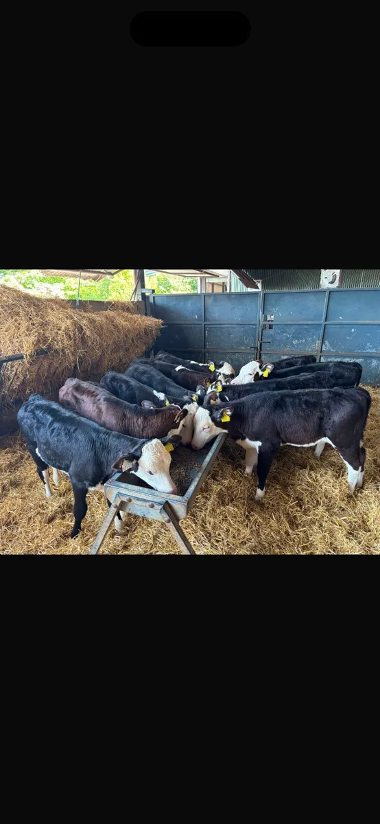 10 Hereford heifers - Image 1