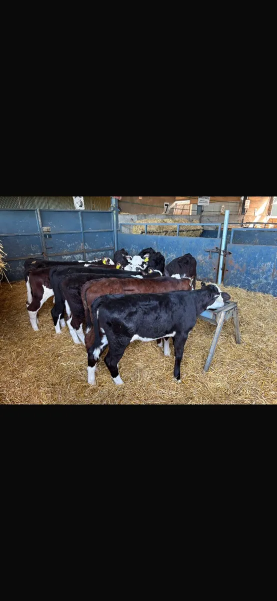 10 Hereford heifers - Image 2
