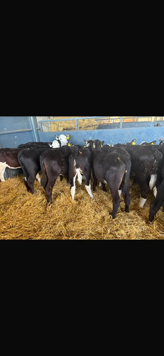 30 heifer calves for sale - Image 4