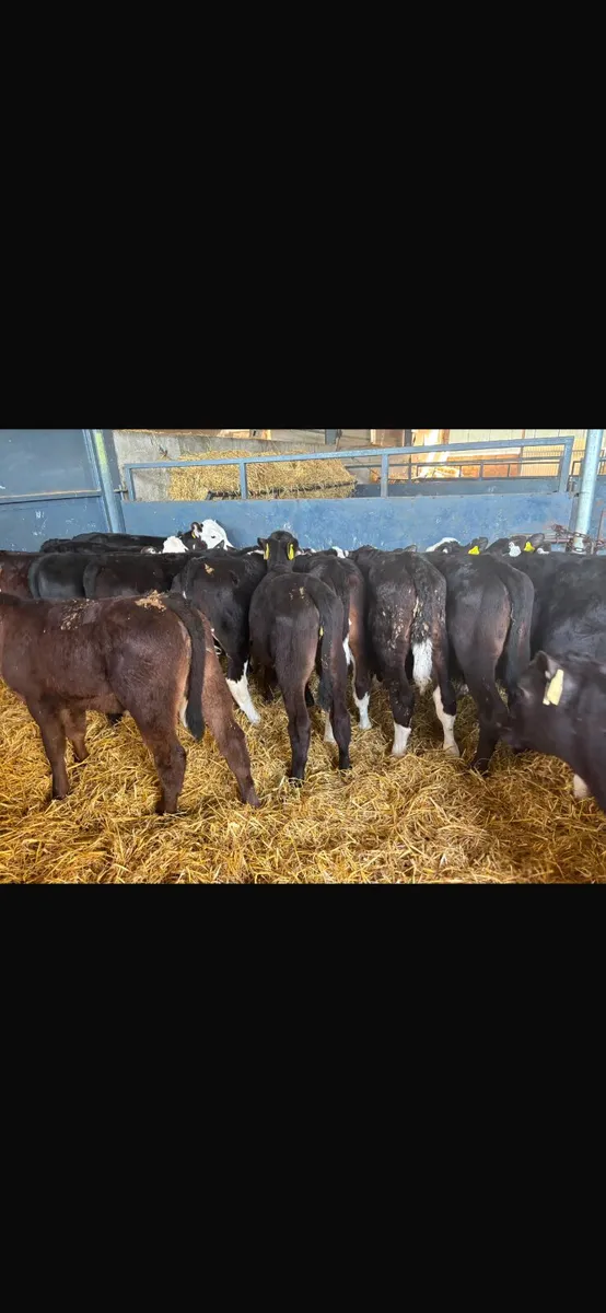 30 heifer calves for sale - Image 3