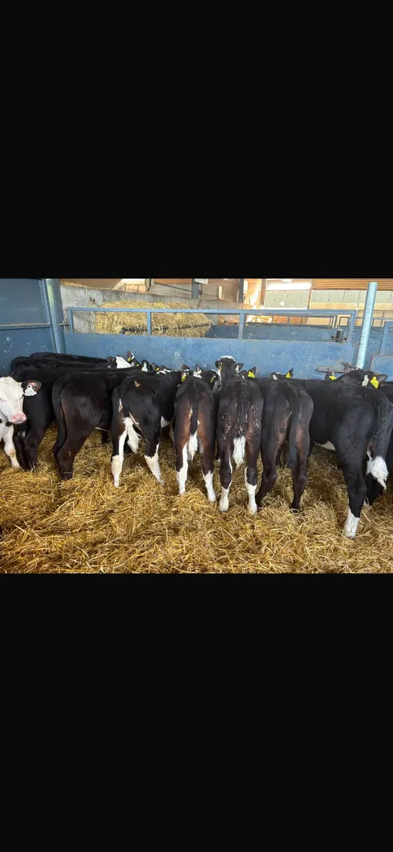 30 heifer calves for sale - Image 2