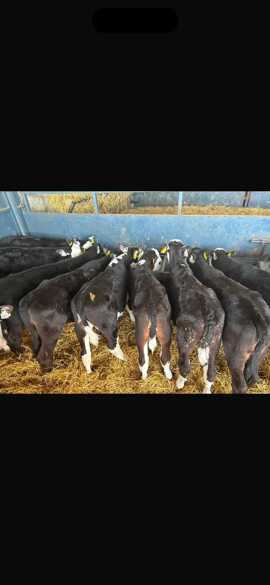 30 heifer calves for sale - Image 1