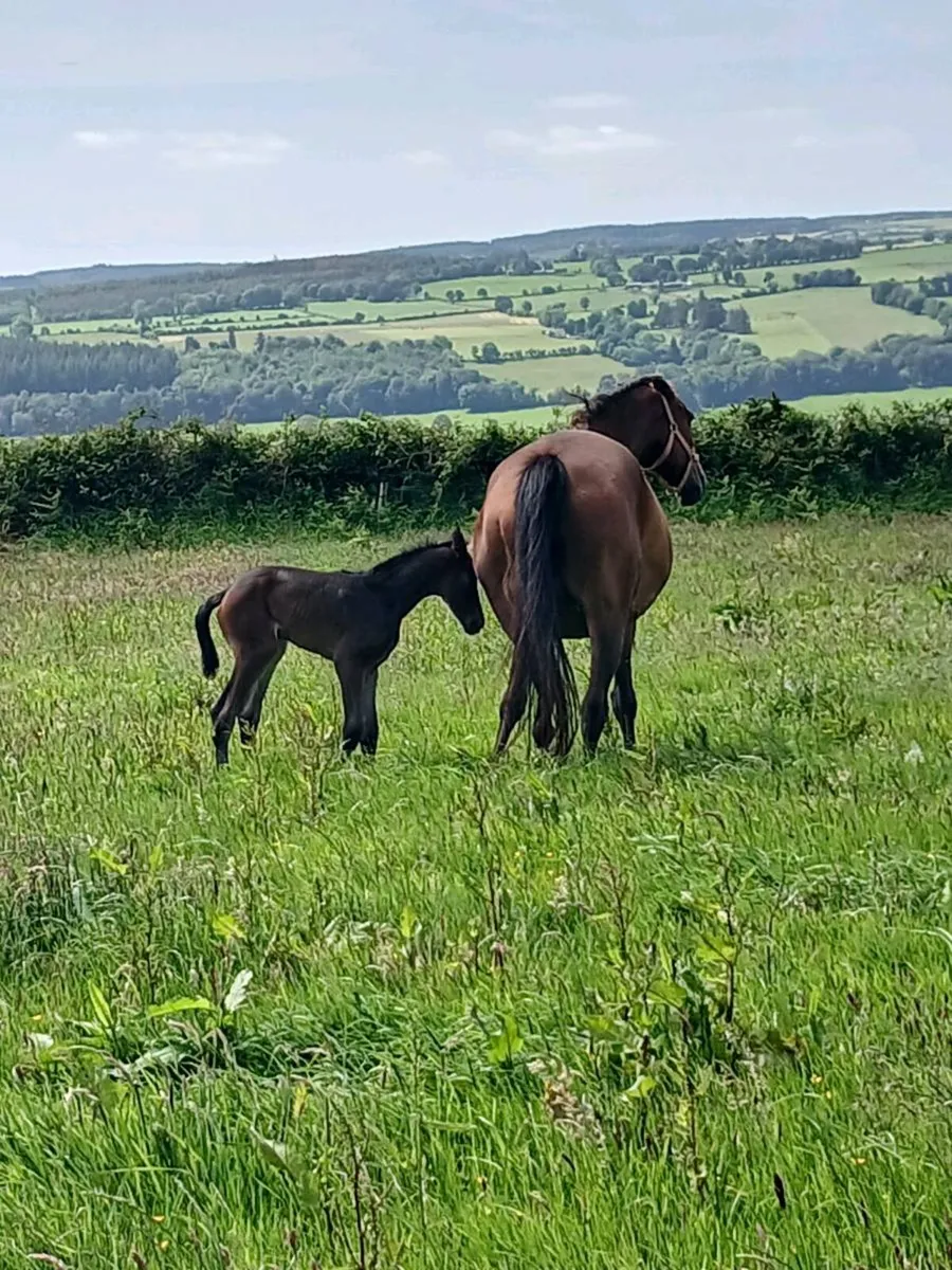 Broodmare - Image 2