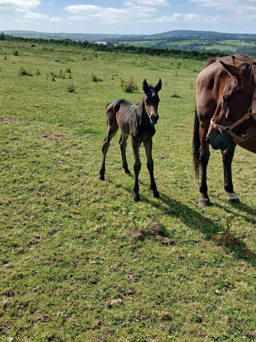 Broodmare - Image 3