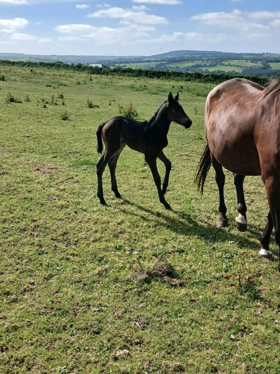 Broodmare - Image 4