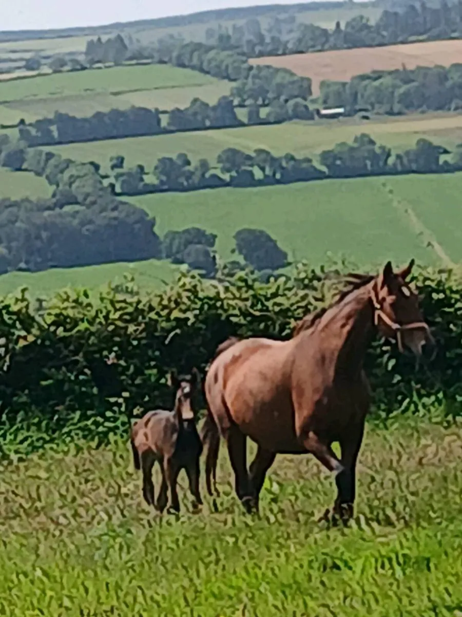 Broodmare - Image 1