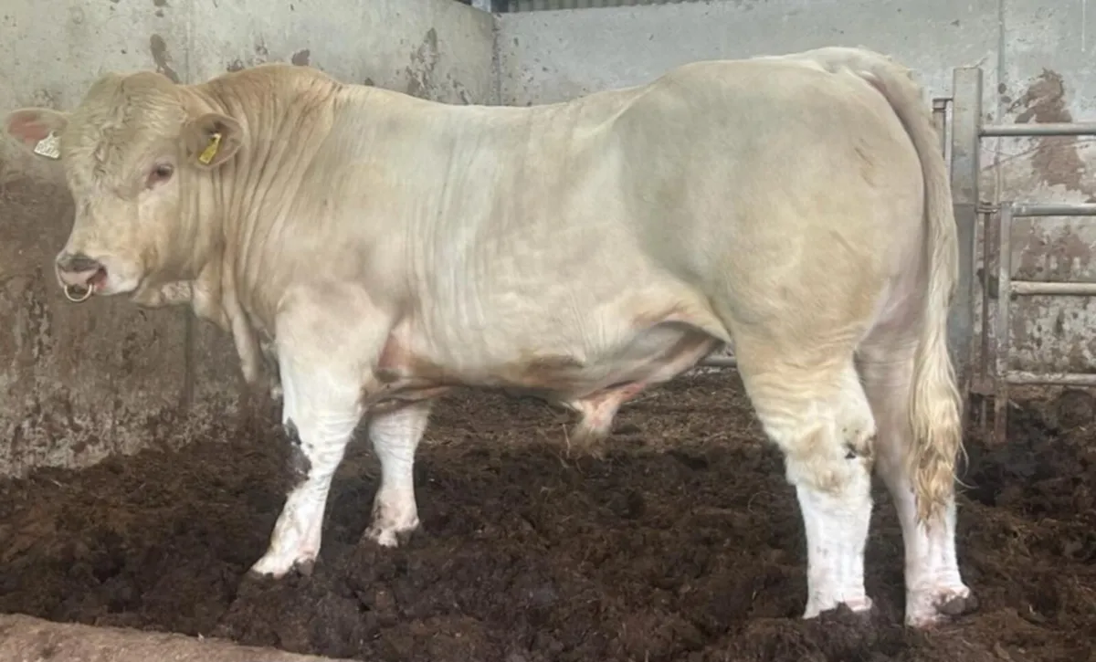 Charolais bulls - Image 2