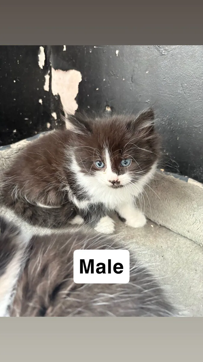Kittens - Image 1