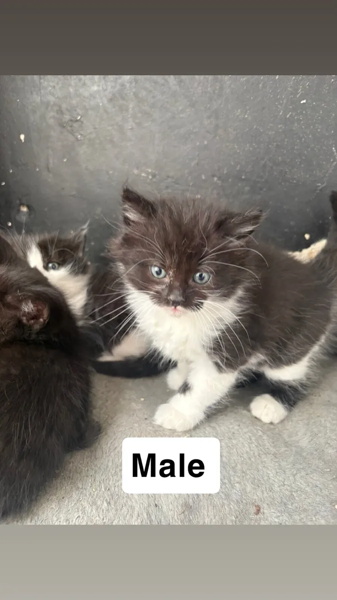 Kittens - Image 2