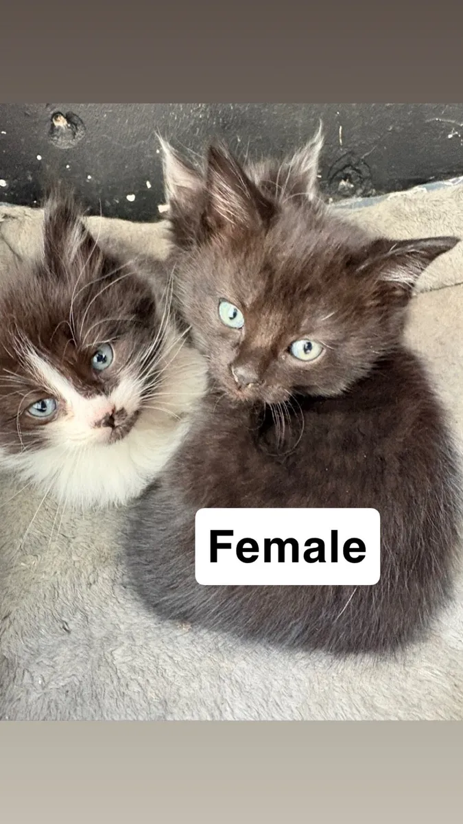 Kittens - Image 3
