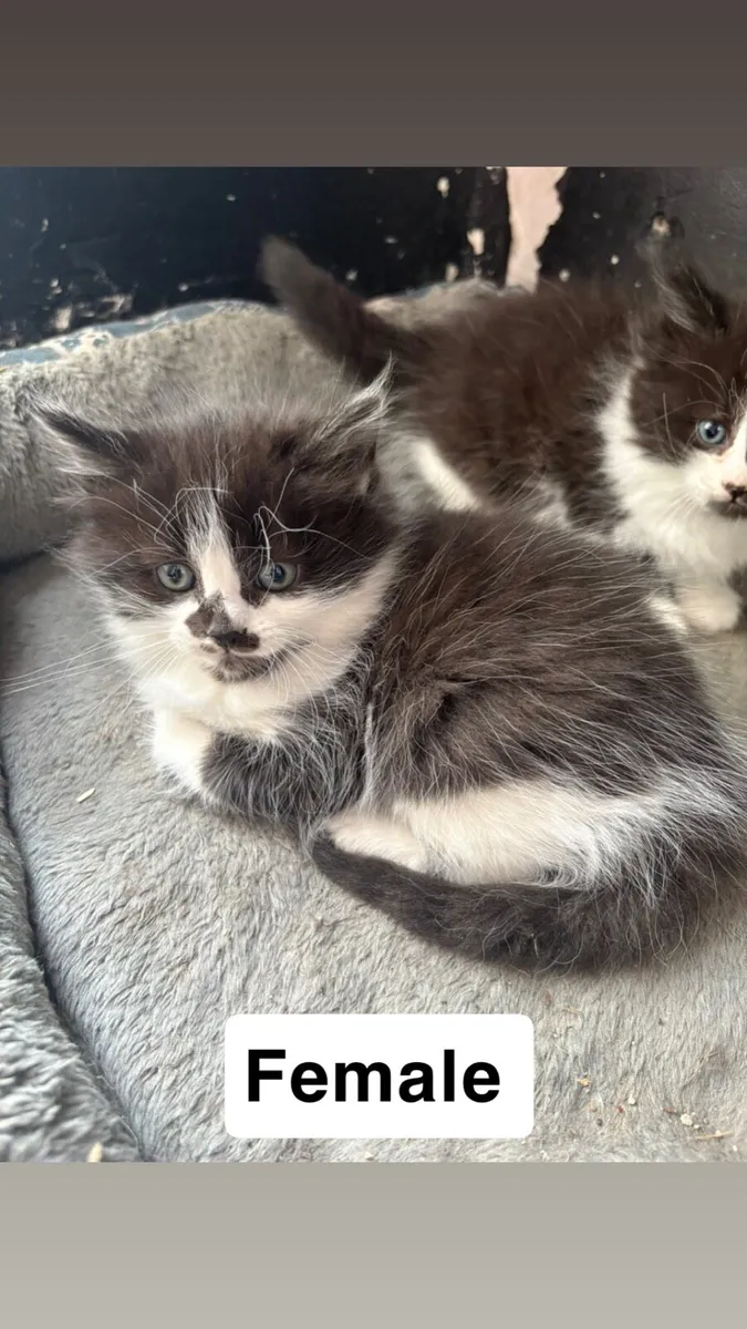 Kittens - Image 4