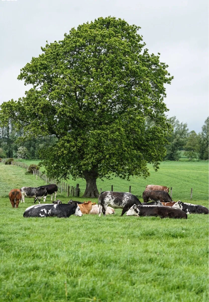 Show Quality In Calf Heifers - Image 1