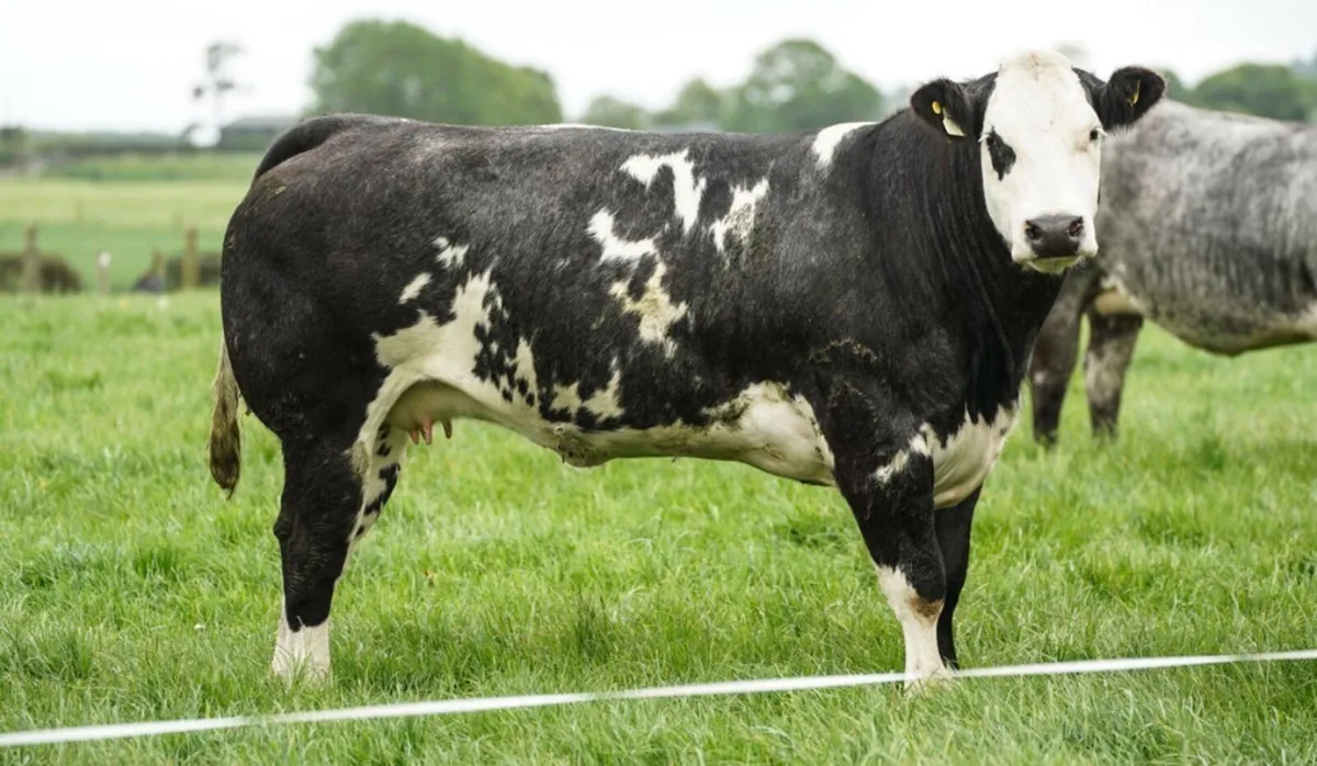 Show Quality In Calf Heifers - Image 2