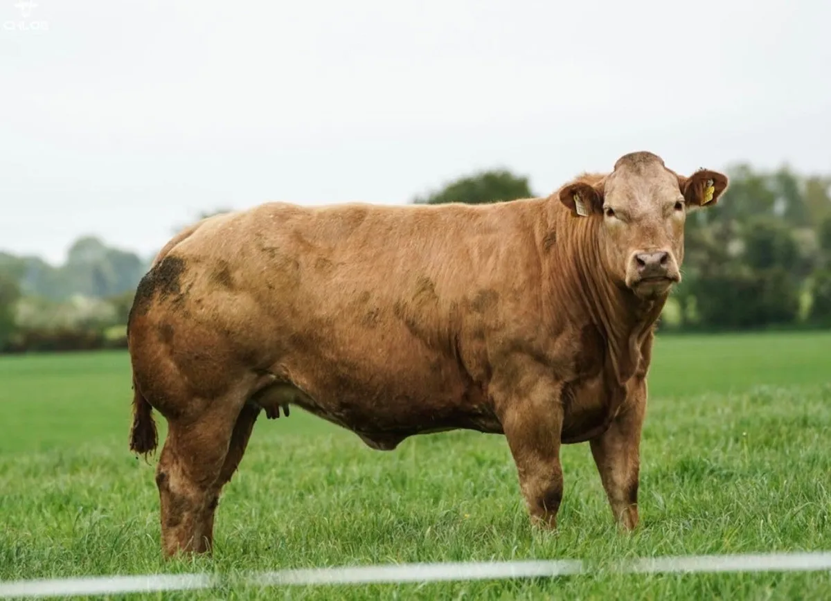 Show Quality In Calf Heifers - Image 3