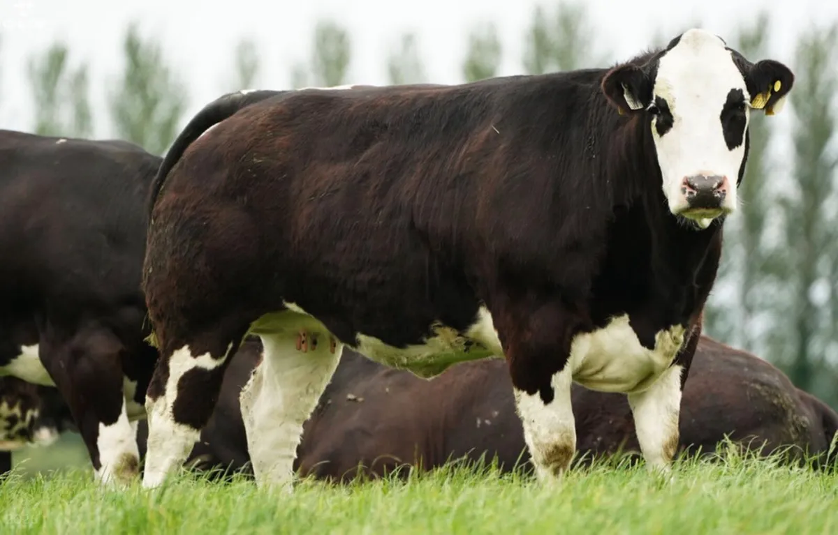 Show Quality In Calf Heifers - Image 4
