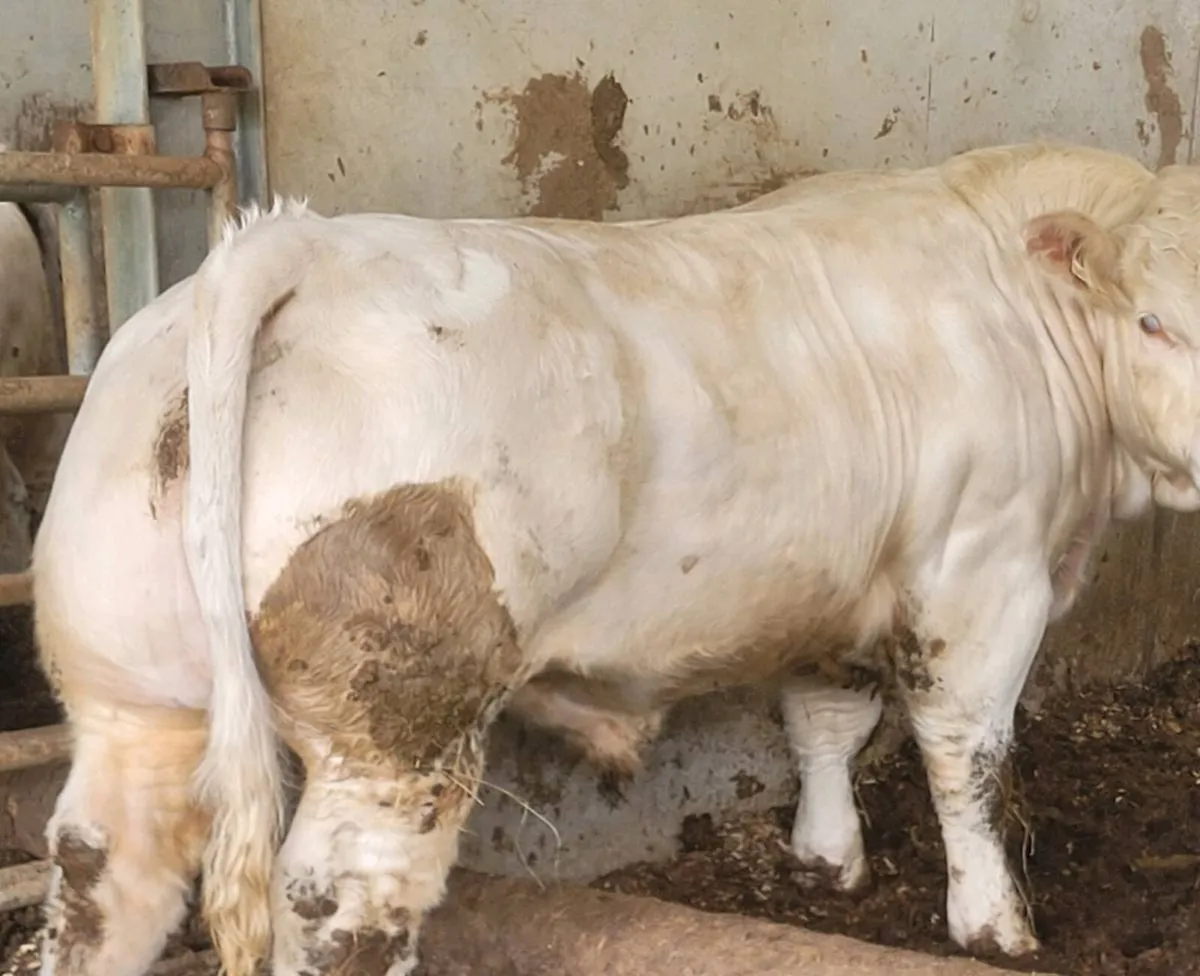 Charolais bulls - Image 1