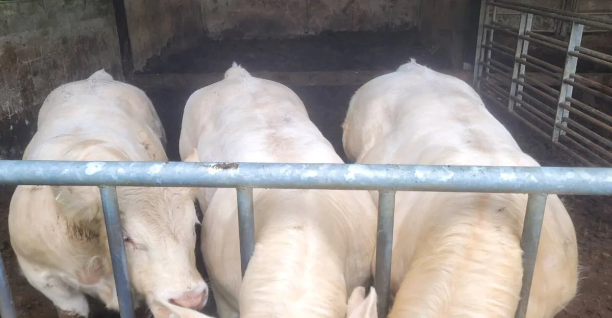 Charolais bulls - Image 3