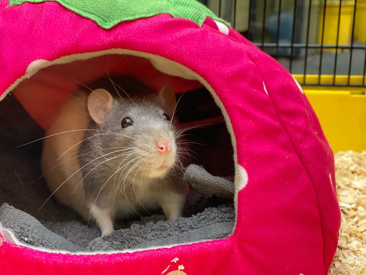 1 Male Fancy Rat ( Dumbo type) - Image 2