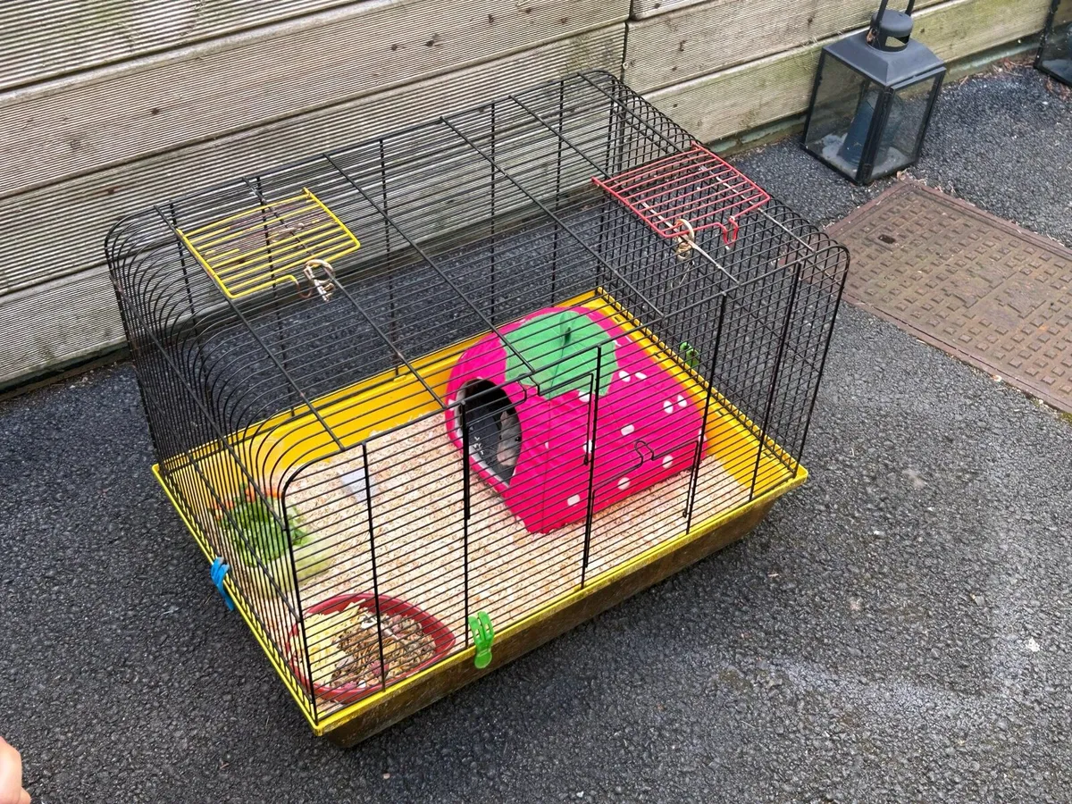1 Male Fancy Rat ( Dumbo type) - Image 3