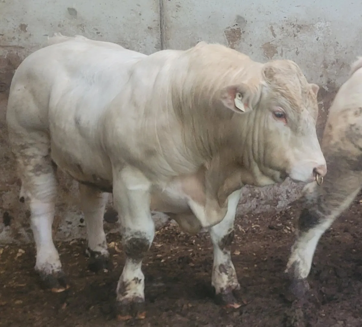 Charolais bulls - Image 4