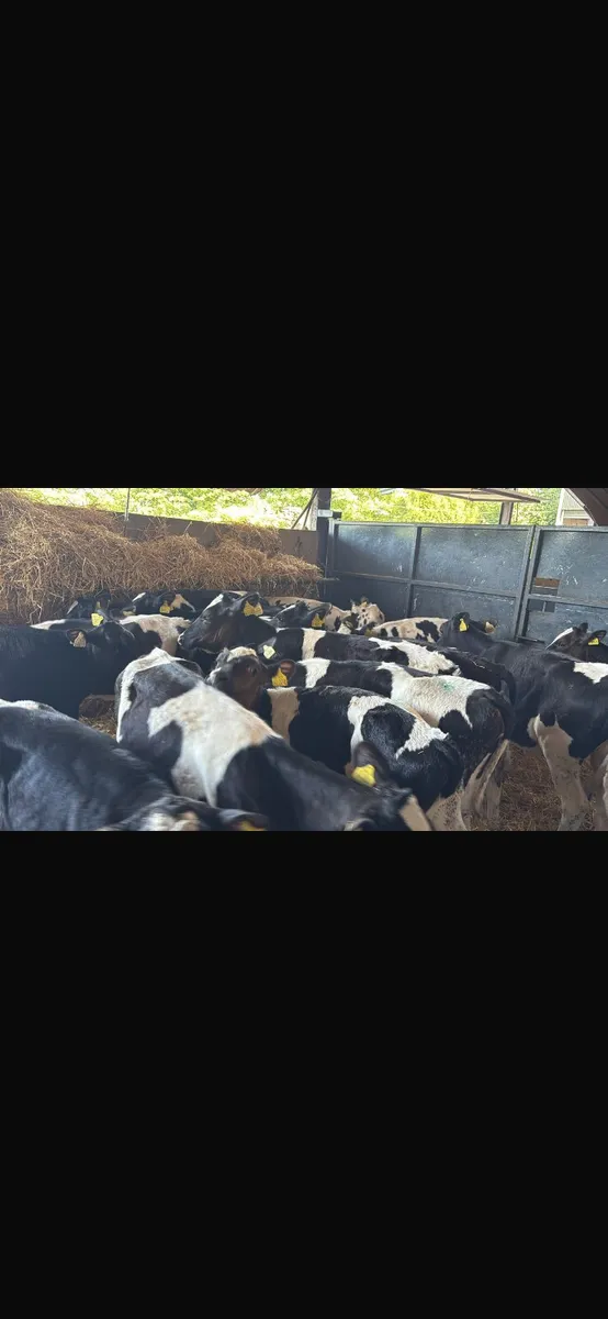 15 Fresian heifers - Image 3