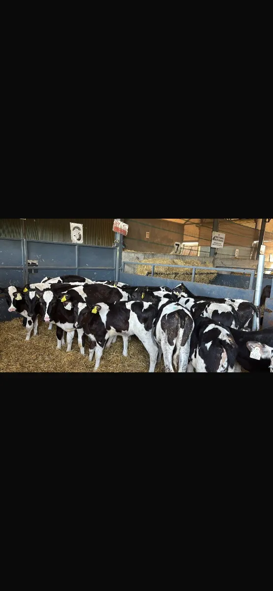 15 Fresian heifers - Image 2