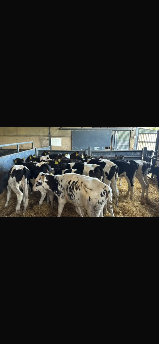 15 Fresian heifers - Image 1