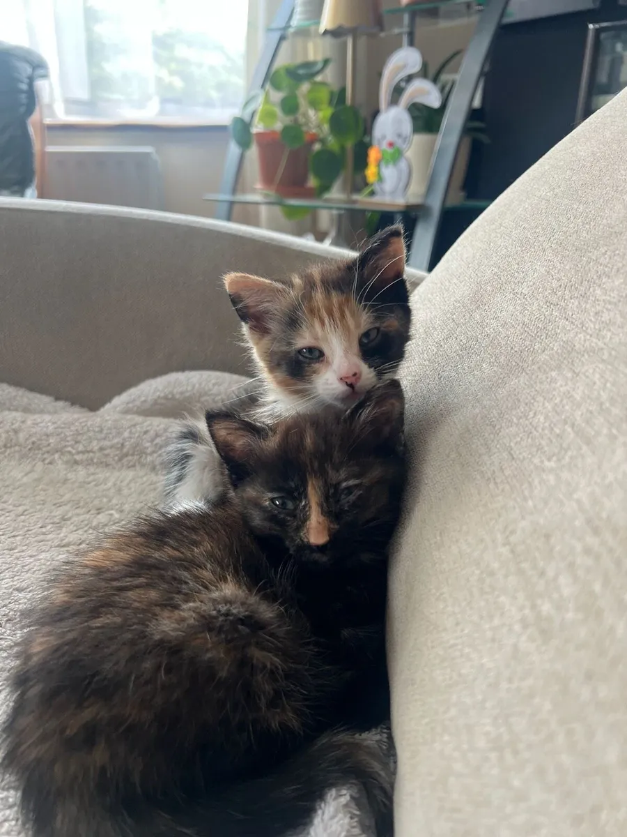 Kittens - Image 4
