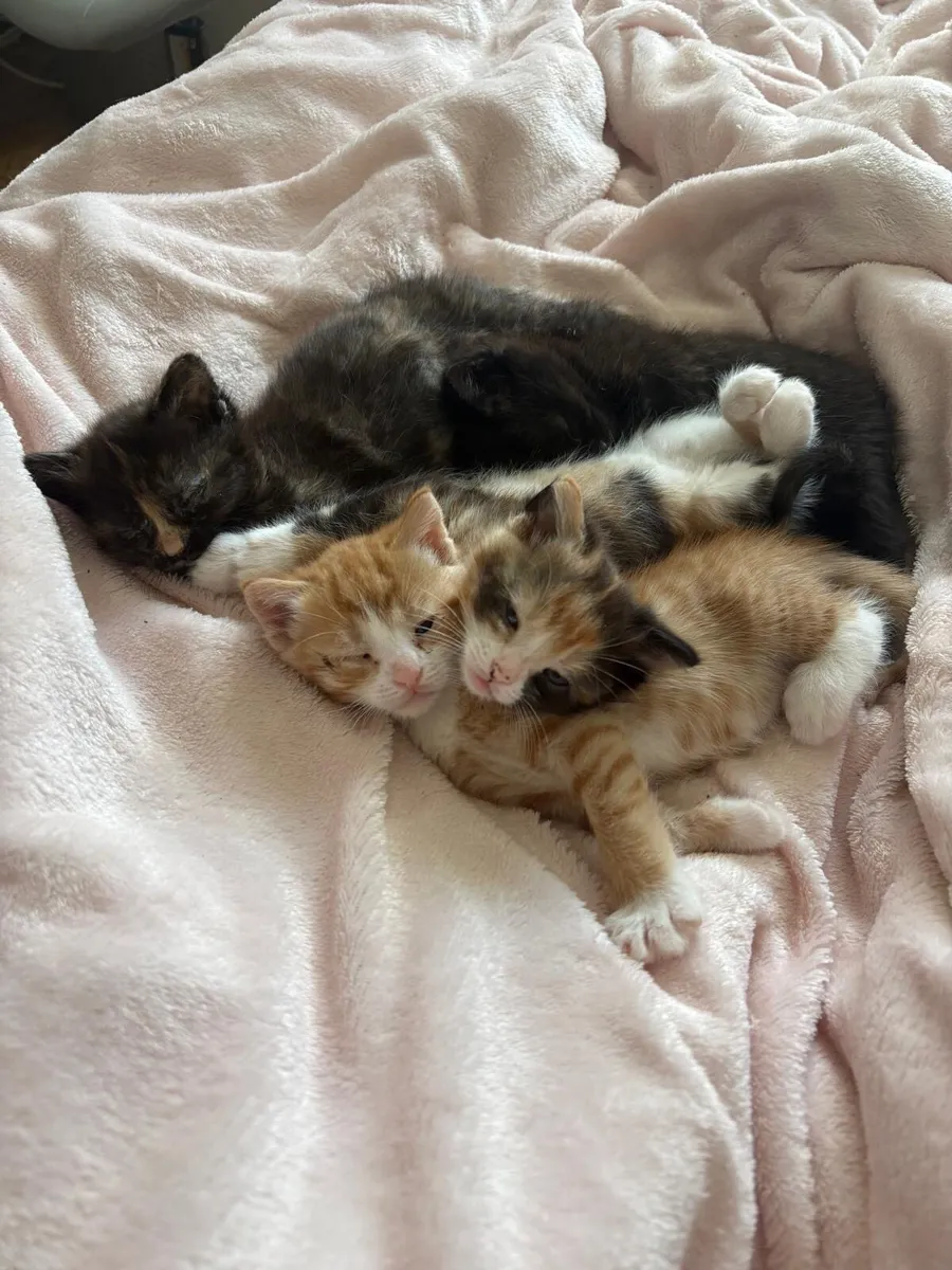 Kittens - Image 1