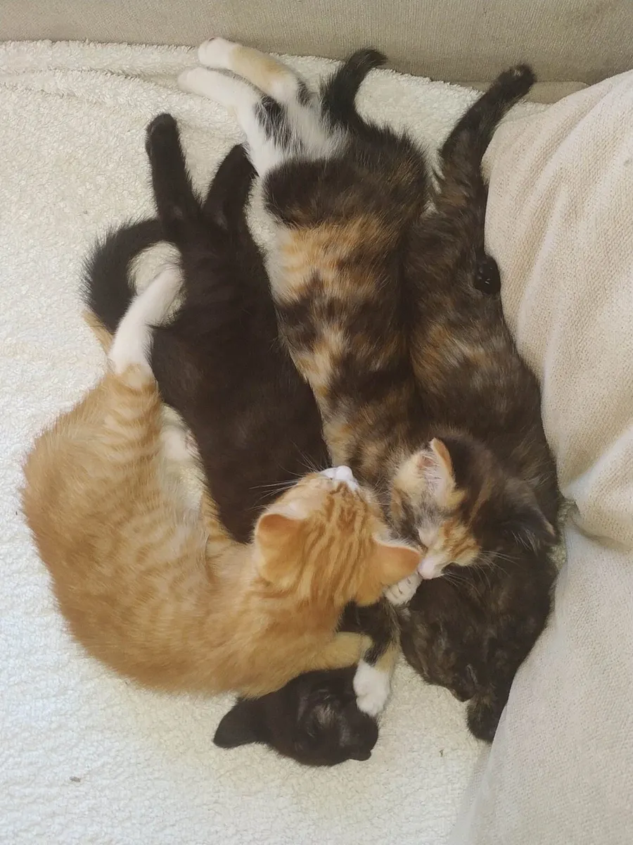 Kittens - Image 2