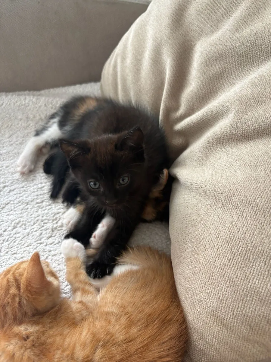 Kittens - Image 3