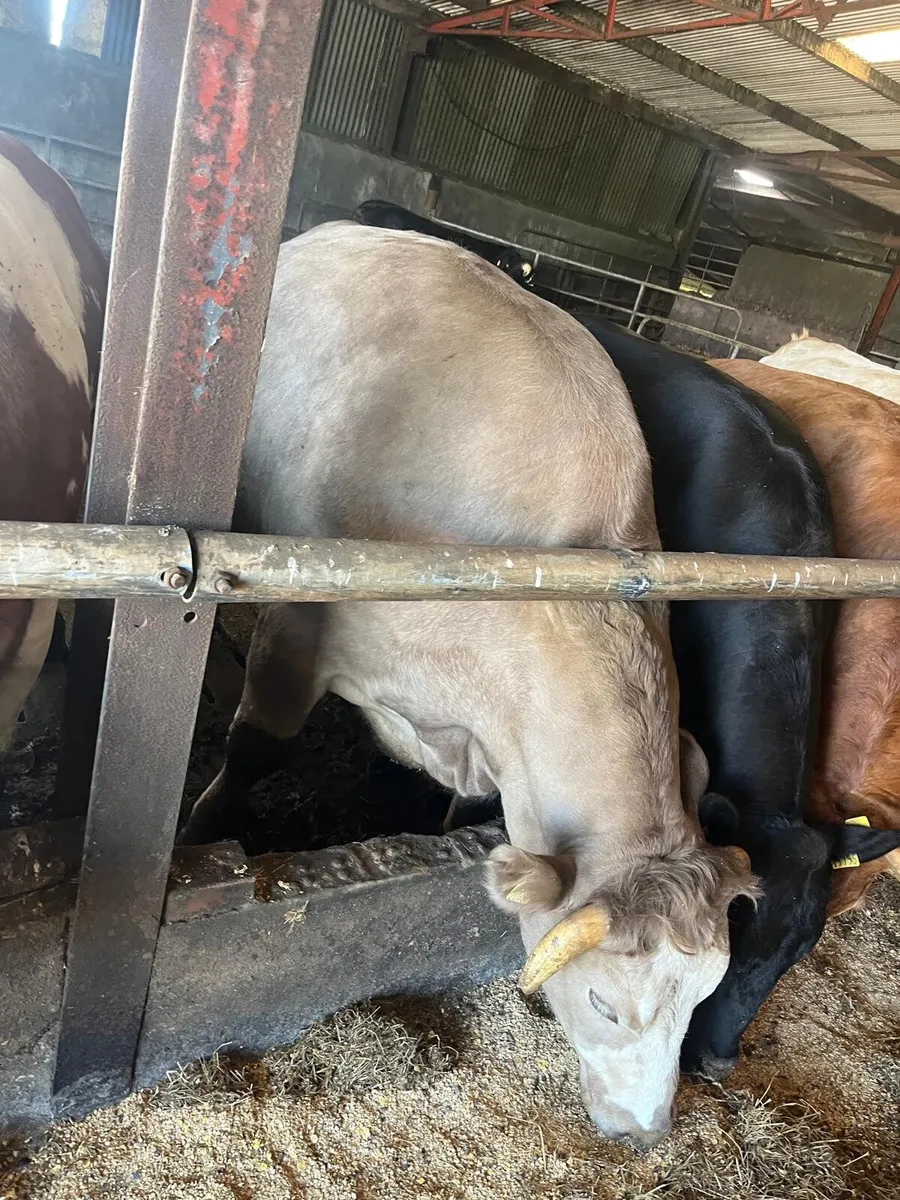 50 Beef Bullocks Enniscorthy Mart Tuesday 16 June - Image 1