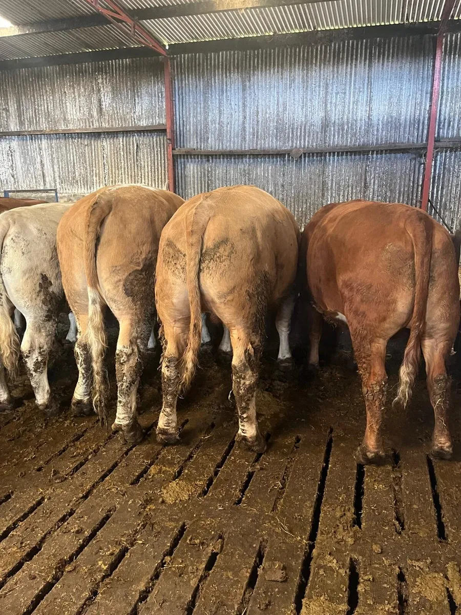 50 Beef Bullocks Enniscorthy Mart Tuesday 16 June - Image 2