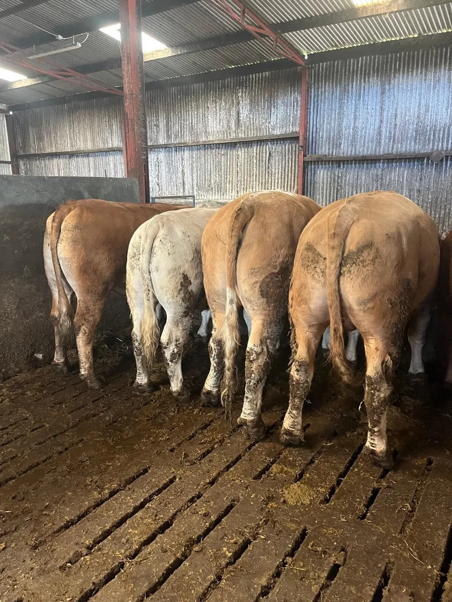 50 Beef Bullocks Enniscorthy Mart Tuesday 16 June - Image 3