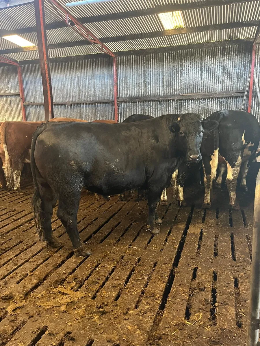 50 Beef Bullocks Enniscorthy Mart Tuesday 16 June - Image 4