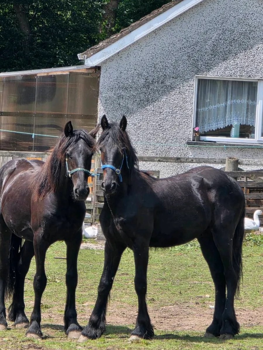 2 half bread Friesian colts - Image 1