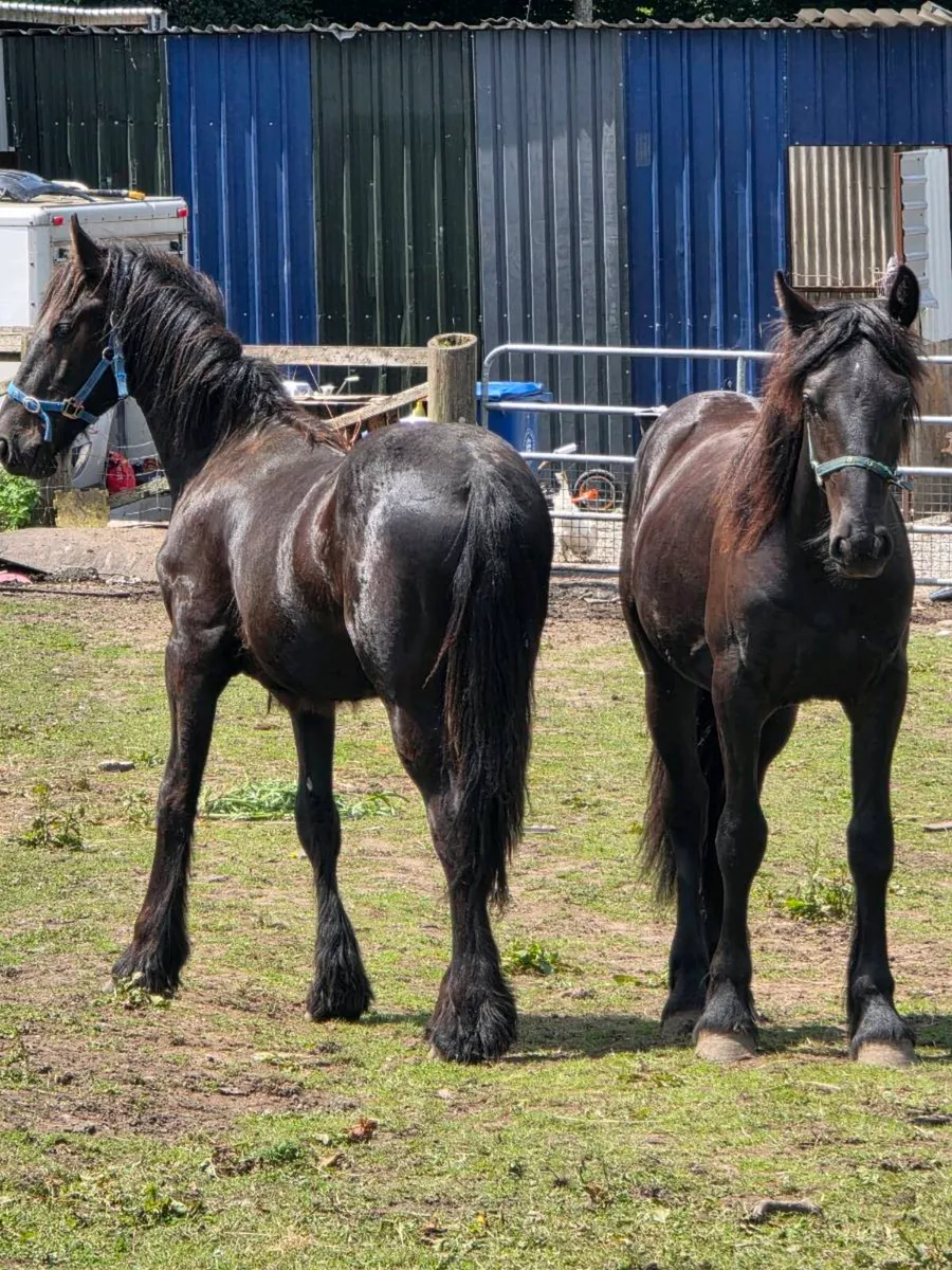 2 half bread Friesian colts - Image 2