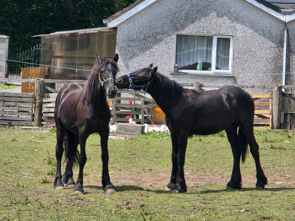 2 half bread Friesian colts - Image 3
