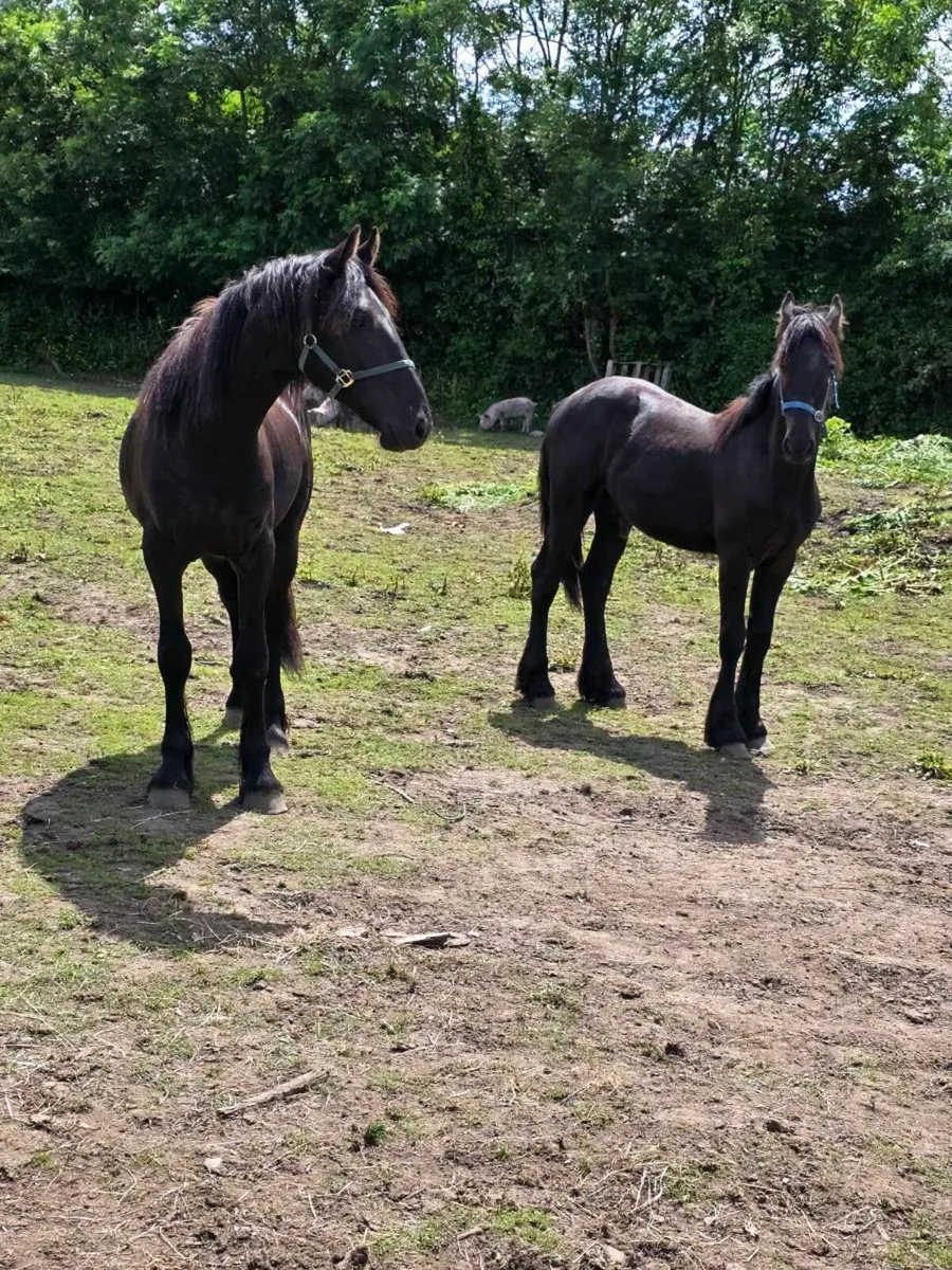 2 half bread Friesian colts - Image 4