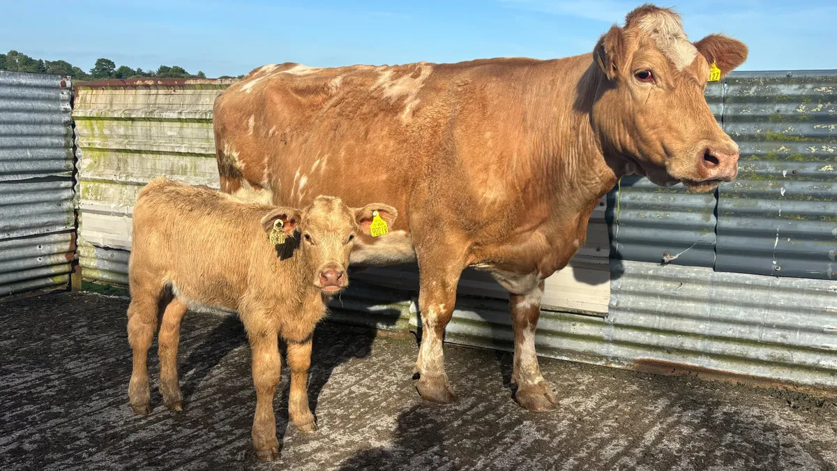 ⭐️ Charolais Cow And Calf ⭐️ - Image 1