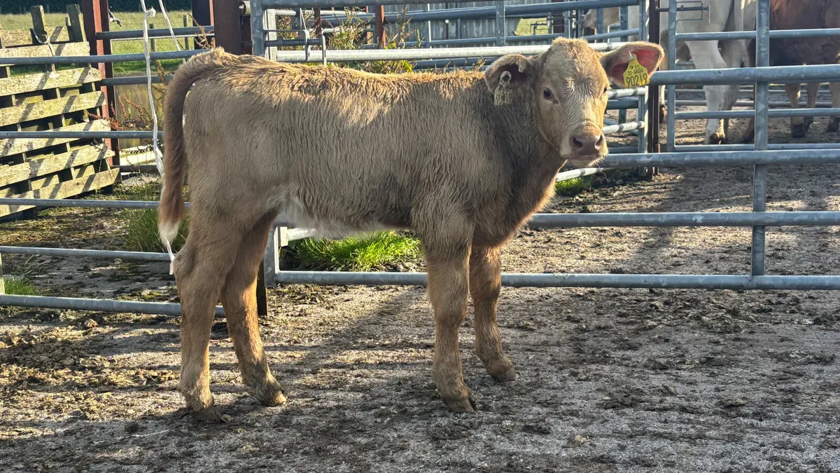 ⭐️ Charolais Cow And Calf ⭐️ - Image 3
