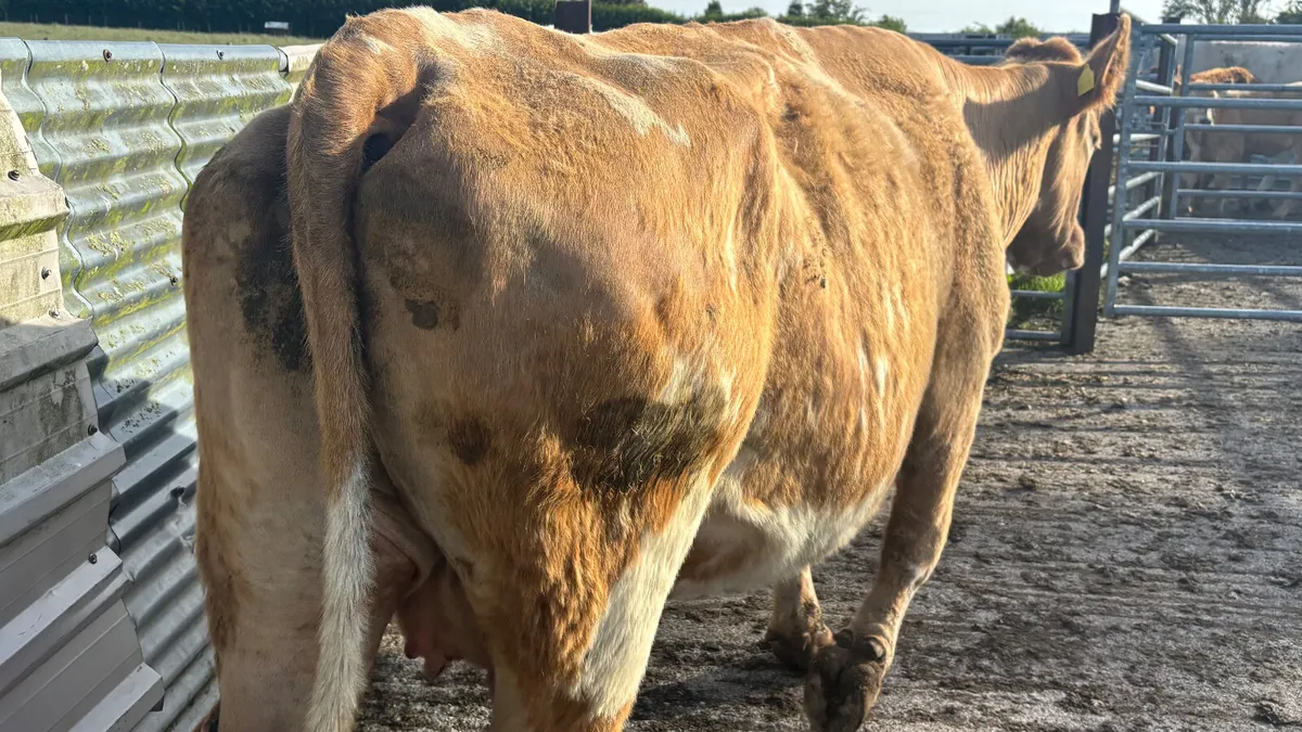 ⭐️ Charolais Cow And Calf ⭐️ - Image 2