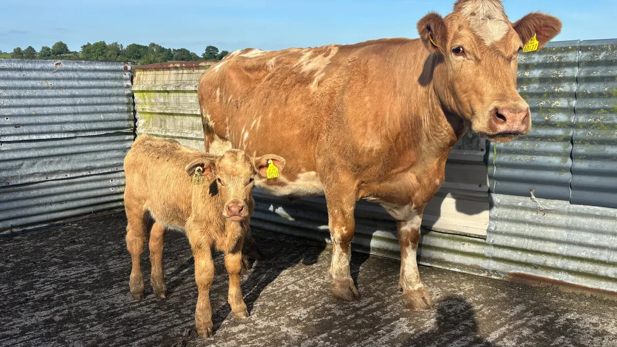 ⭐️ Charolais Cow And Calf ⭐️ - Image 4