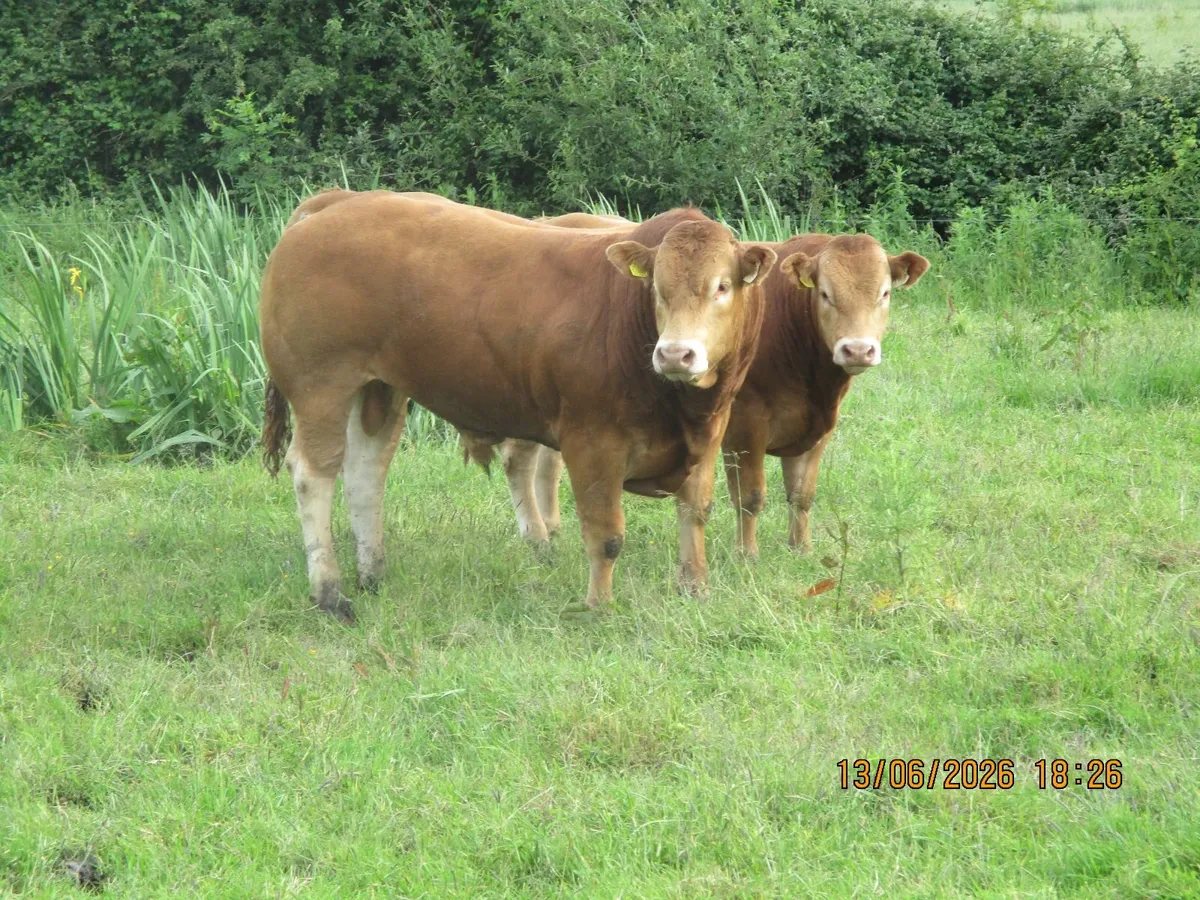 bull - Image 4