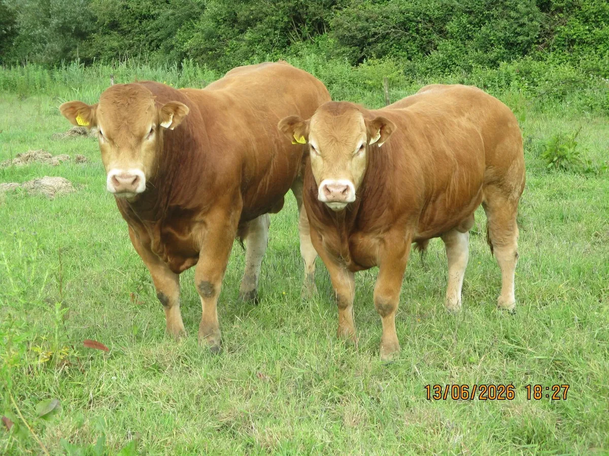 bull - Image 3