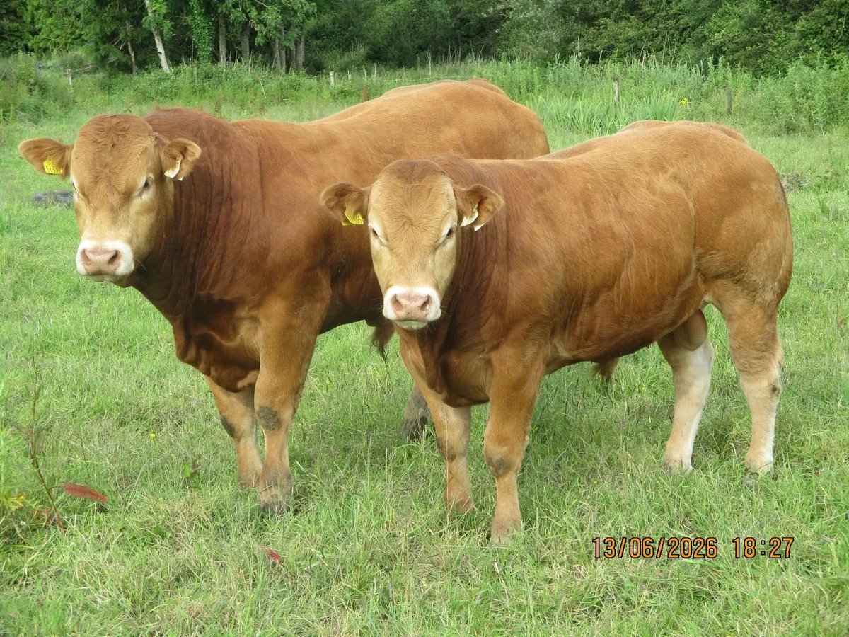 bull - Image 2