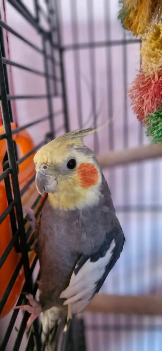Cockatiel Bird - Image 1