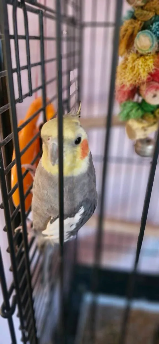 Cockatiel Bird - Image 4