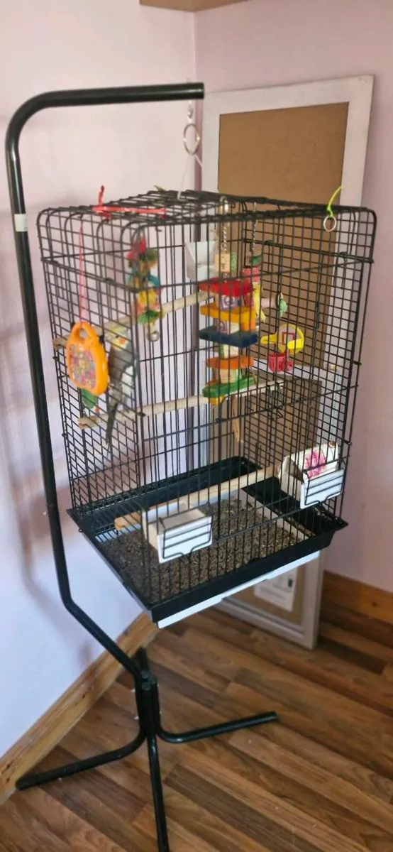 Cockatiel Bird - Image 2